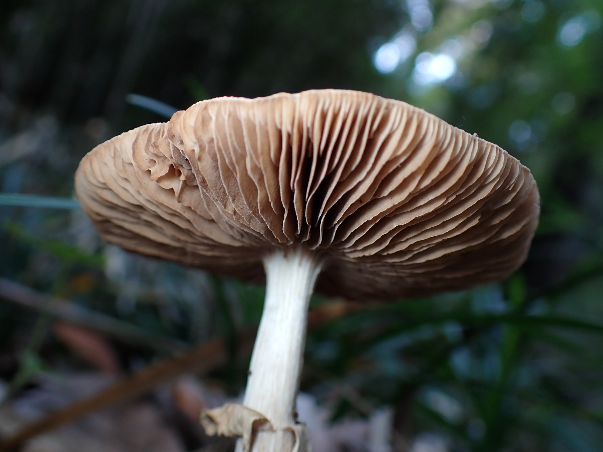 薄黄色の中型きのこ の高画質写真です。横浜市で、2025年11月7日に撮影したものです。