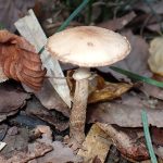 薄黄色の中型きのこ の高画質写真です。横浜市で、2025年11月7日に撮影したものです。