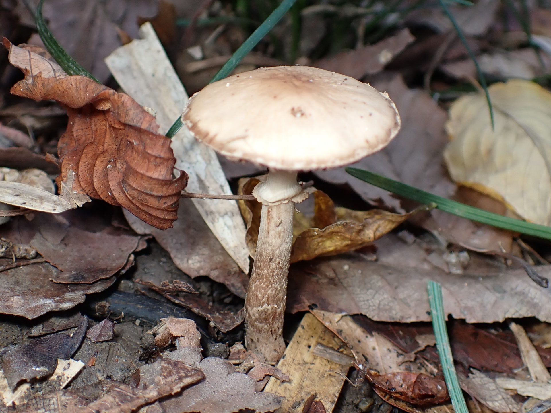 薄黄色の中型きのこ の高画質写真です。横浜市で、2025年11月7日に撮影したものです。