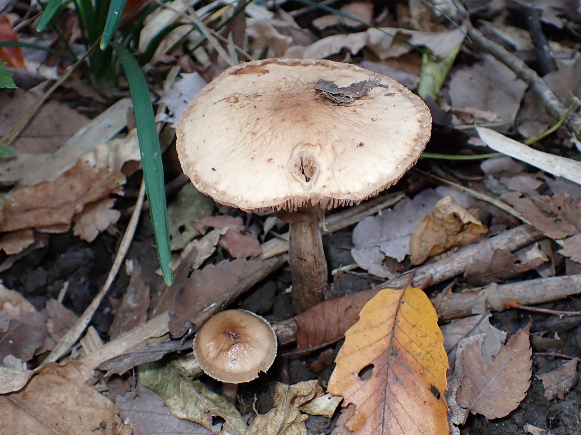 薄黄色の中型きのこ の高画質写真です。横浜市で、2025年11月7日に撮影したものです。