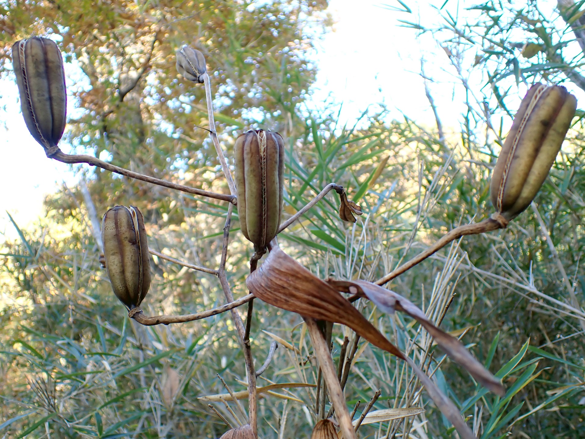 ヤマユリ の高画質写真です。横浜市で、2025年11月22日に撮影したものです。