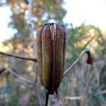 ヤマユリ の高画質写真です。横浜市で、2025年11月22日に撮影したものです。