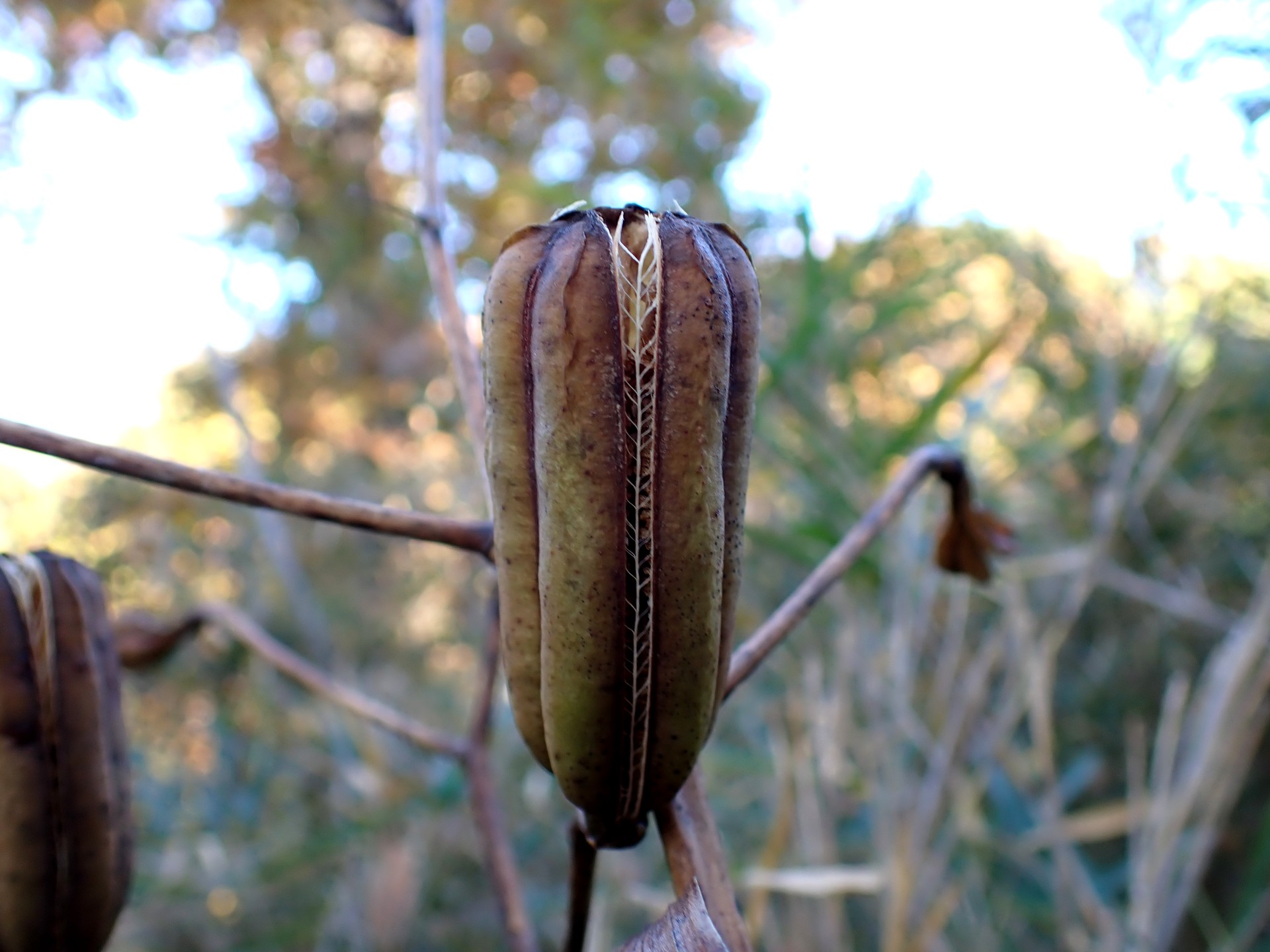 ヤマユリ の高画質写真です。横浜市で、2025年11月22日に撮影したものです。