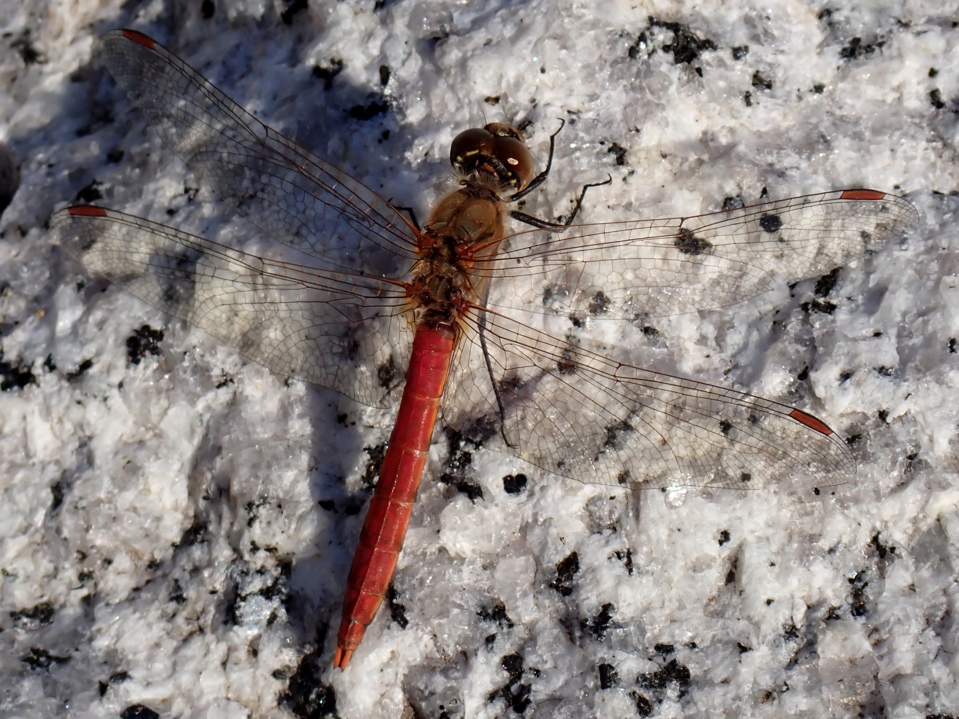 アカトンボ の高画質写真です。横浜市で、2025年12月17日に撮影したものです。