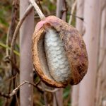 アケビ の高画質写真です。横浜市で、2025年12月13日に撮影したものです。