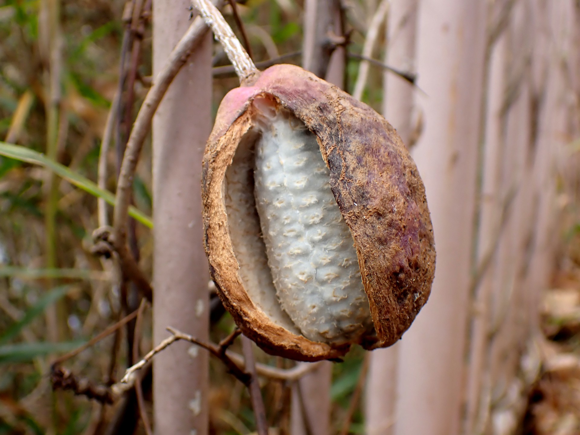 アケビ の高画質写真です。横浜市で、2025年12月13日に撮影したものです。