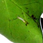 アサギマダラ の高画質写真です。横浜市で、2025年12月9日に撮影したものです。