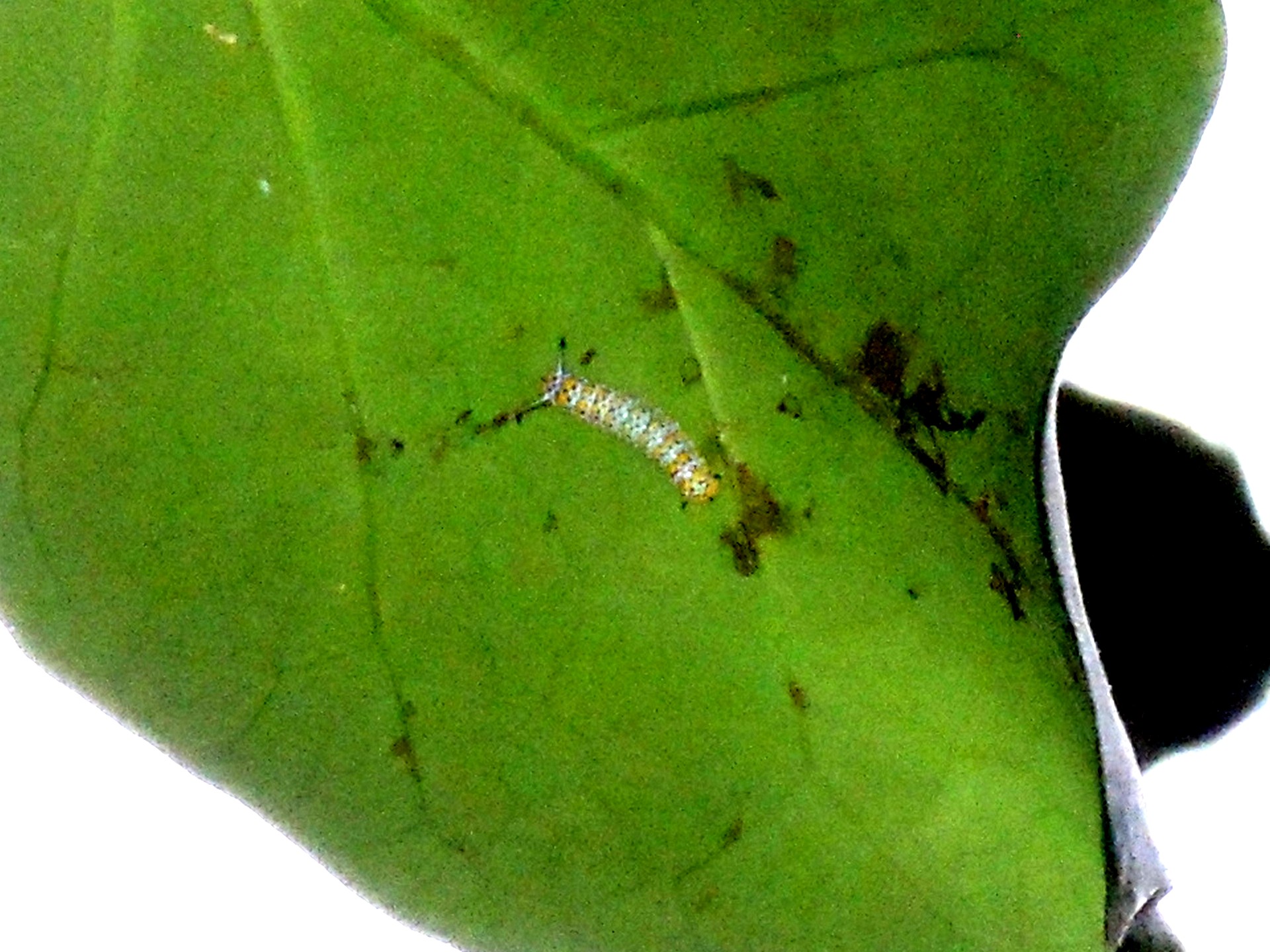 アサギマダラ の高画質写真です。横浜市で、2025年12月9日に撮影したものです。