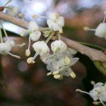 ヒイラギ の高画質写真です。横浜市で、2025年12月1日に撮影したものです。