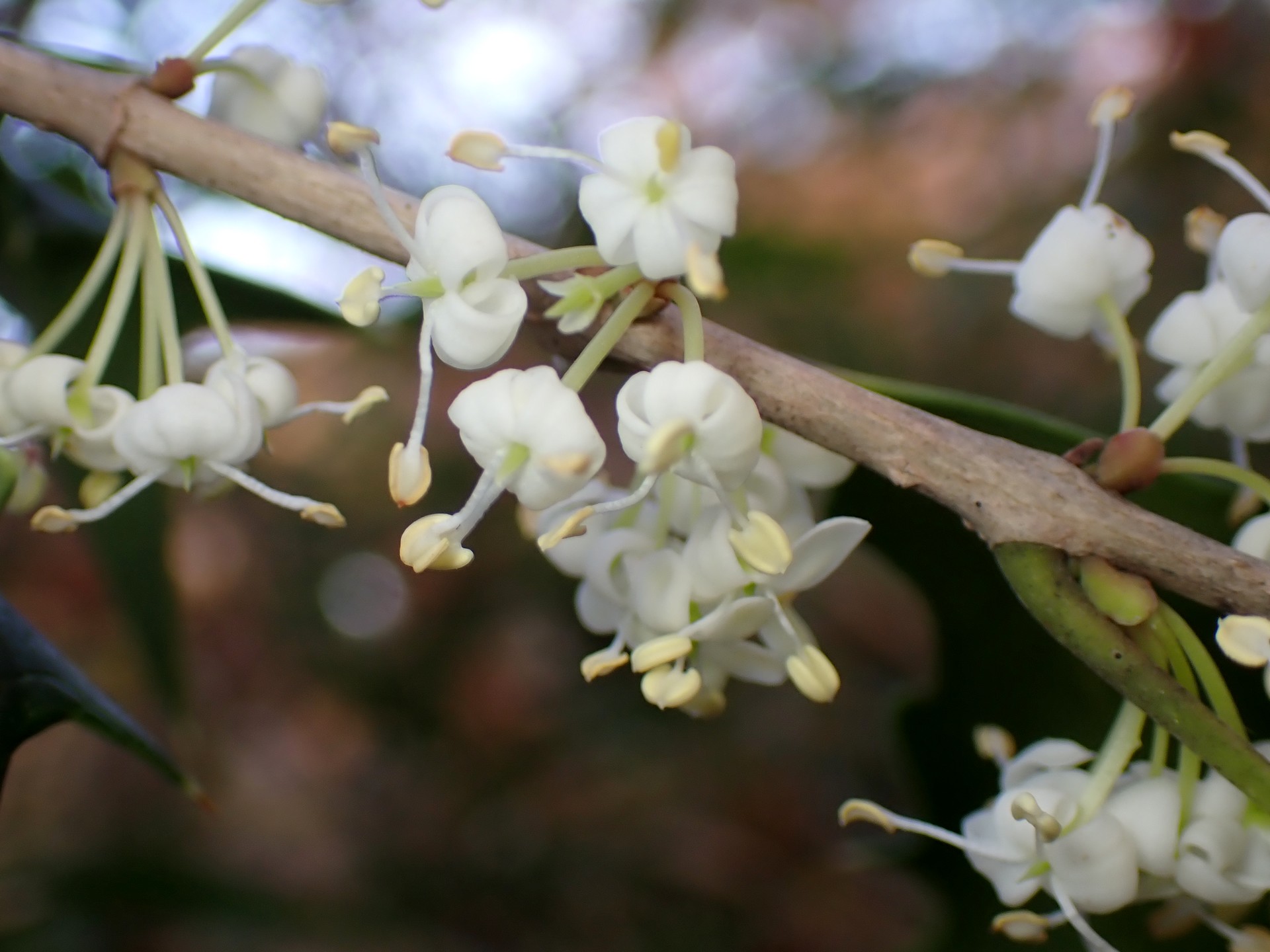 ヒイラギ の高画質写真です。横浜市で、2025年12月1日に撮影したものです。