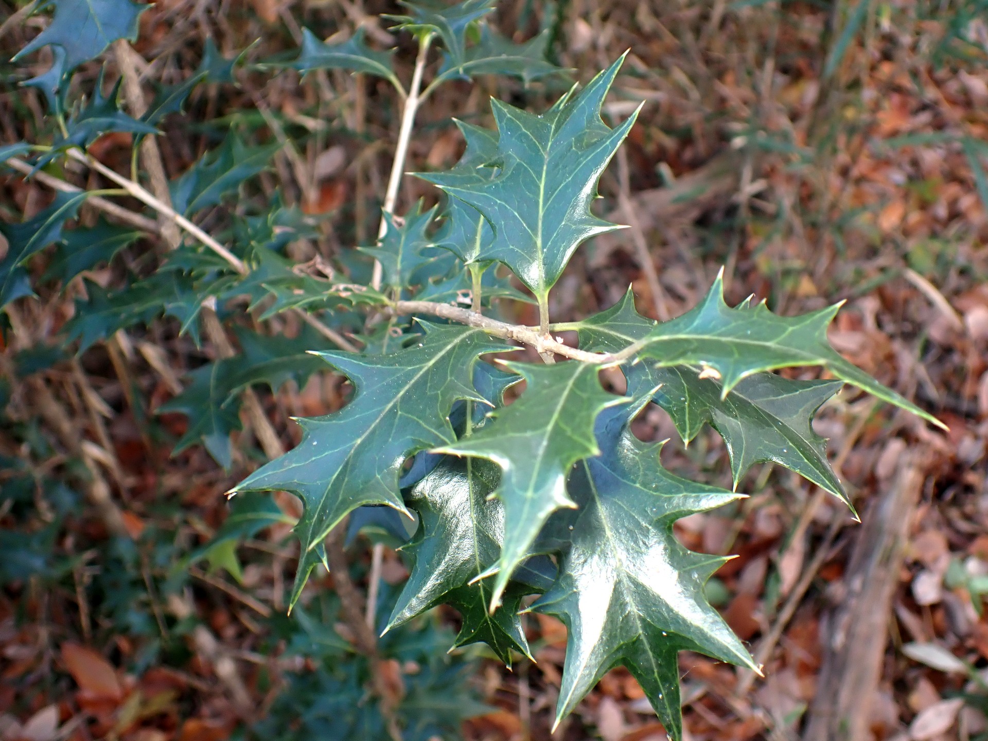 ヒイラギ の高画質写真です。横浜市で、2025年12月1日に撮影したものです。