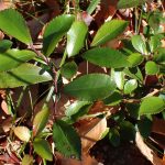 ヒサカキ の高画質写真です。横浜市で、2025年12月15日に撮影したものです。