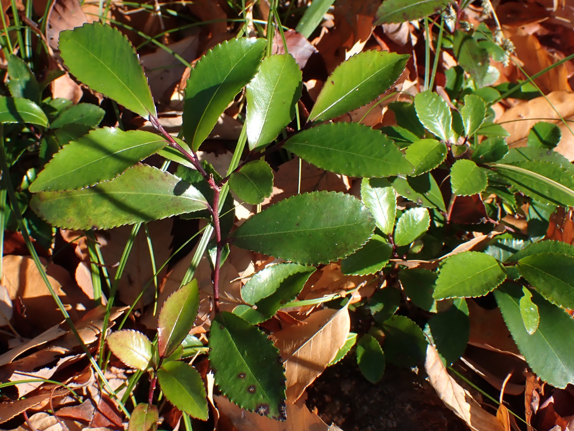 ヒサカキ の高画質写真です。横浜市で、2025年12月15日に撮影したものです。
