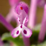 ホトケノザ の高画質写真です。横浜市で、2025年12月5日に撮影したものです。