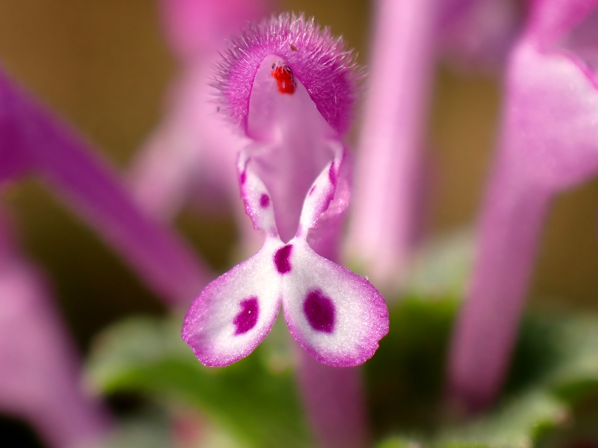 ホトケノザ の高画質写真です。横浜市で、2025年12月5日に撮影したものです。