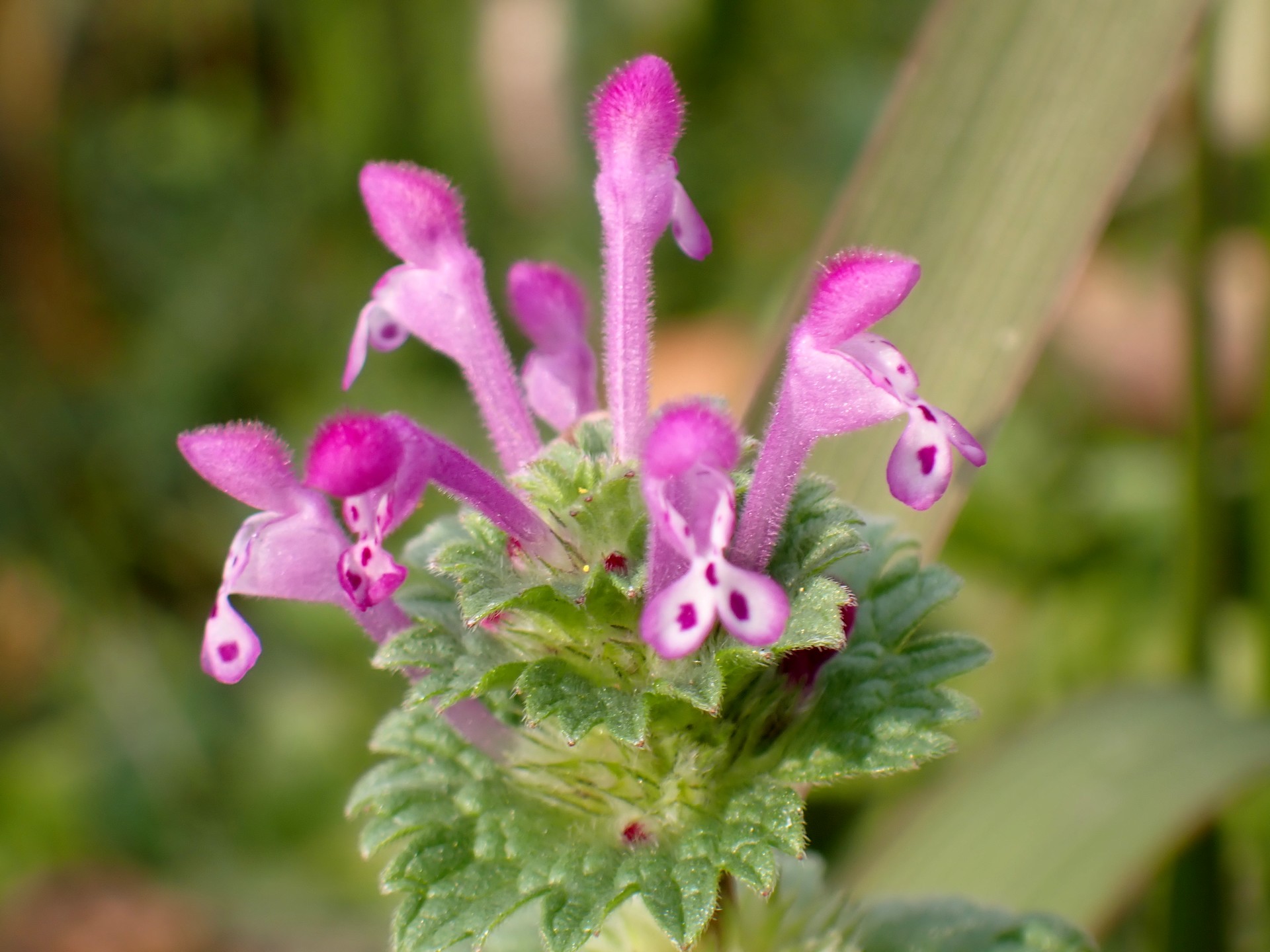 ホトケノザ の高画質写真です。横浜市で、2025年12月5日に撮影したものです。