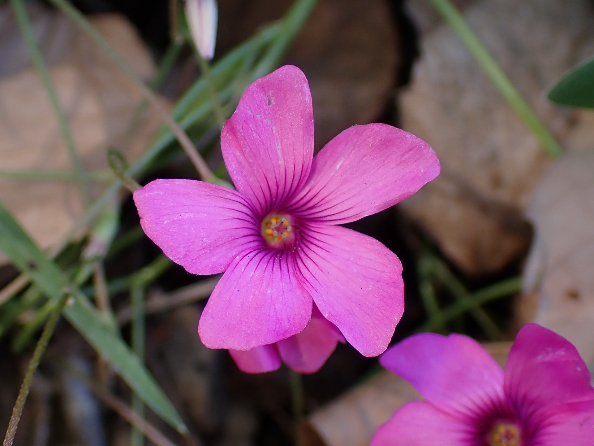 イモカタバミ の高画質写真です。横浜市で、2025年12月16日に撮影したものです。