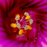 イモカタバミ の高画質写真です。横浜市で、2025年12月16日に撮影したものです。