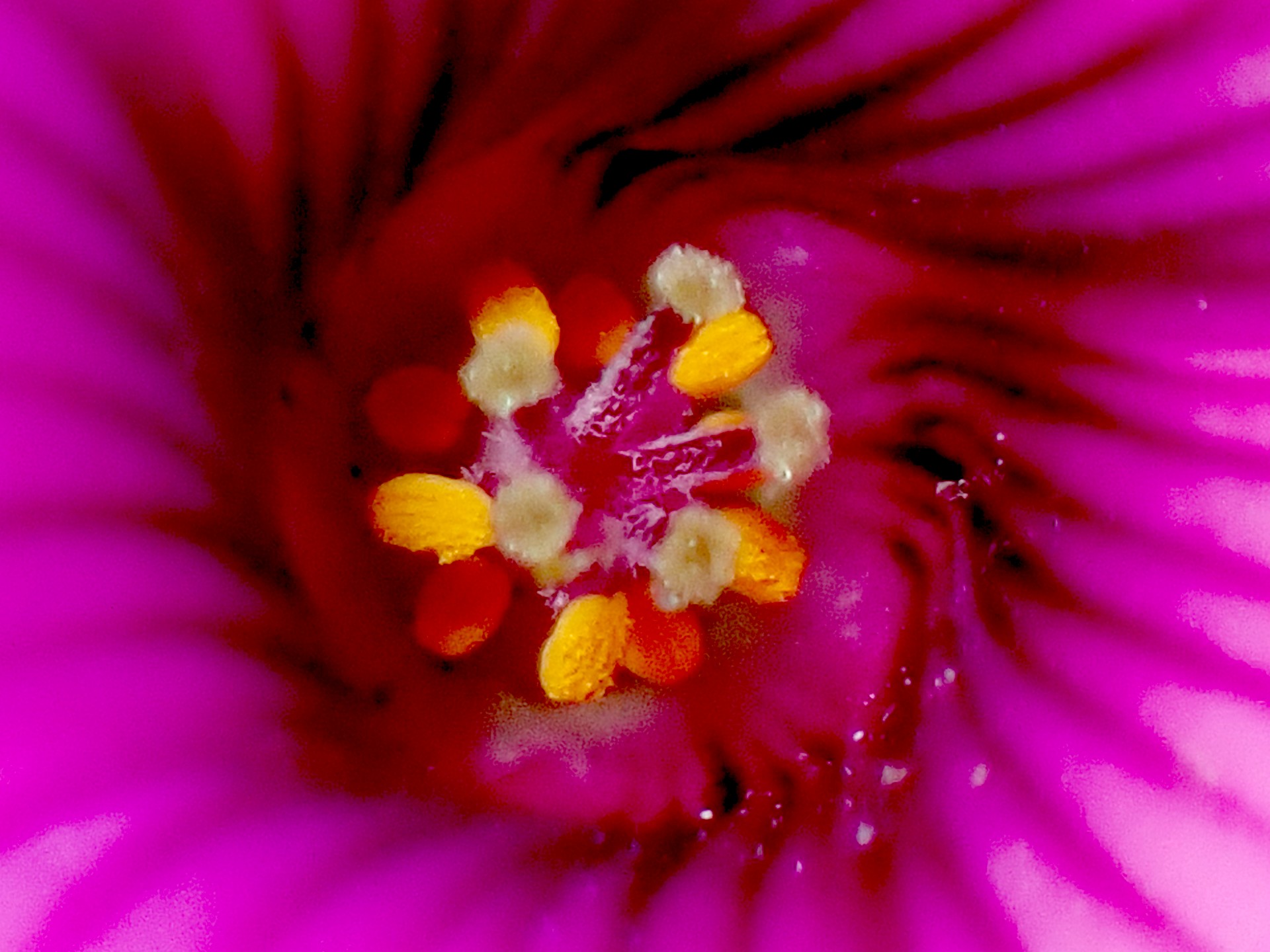 イモカタバミ の高画質写真です。横浜市で、2025年12月16日に撮影したものです。