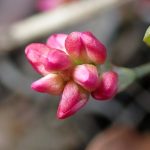 イヌタデ の高画質写真です。横浜市で、2025年12月17日に撮影したものです。