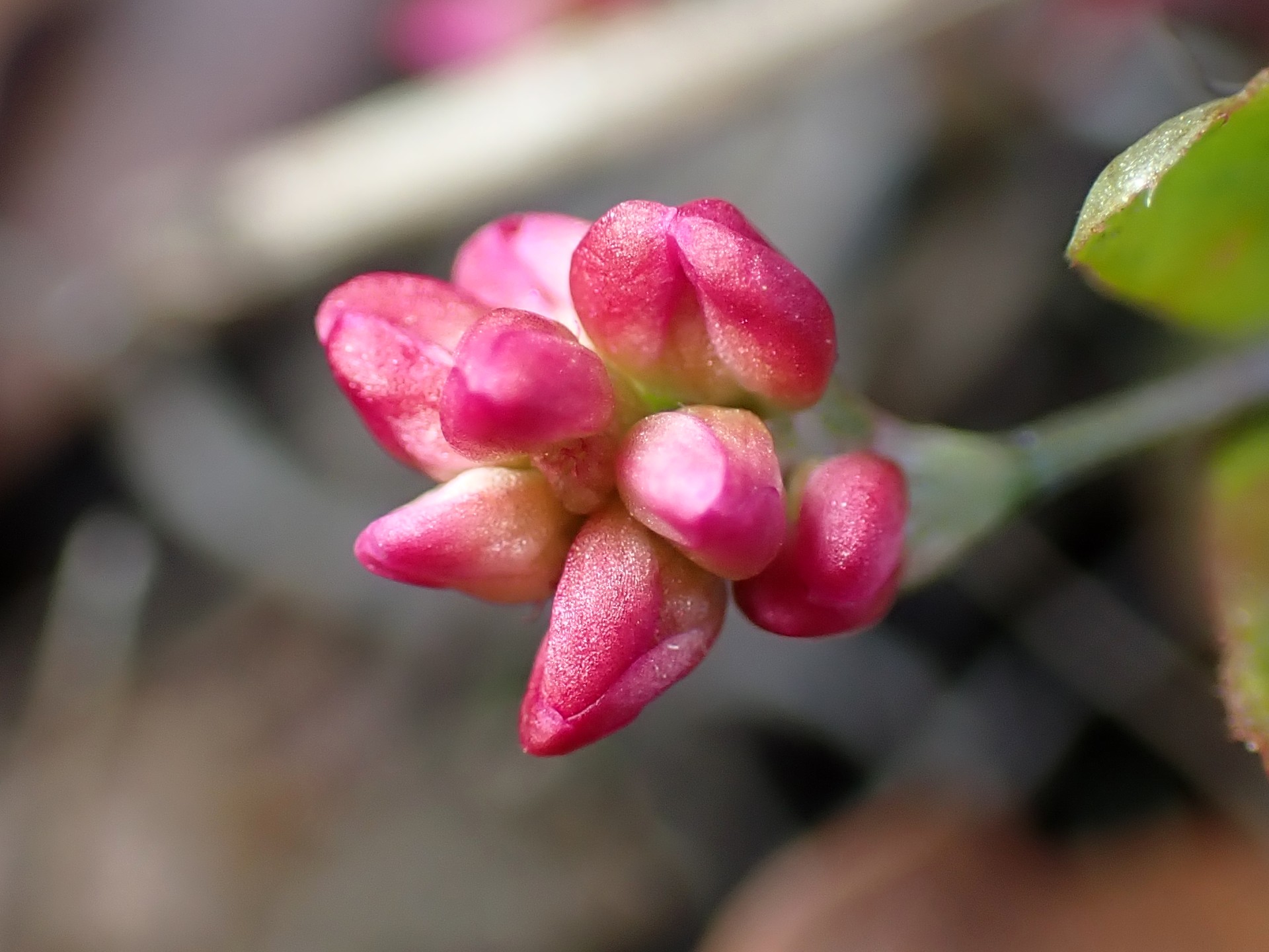 イヌタデ の高画質写真です。横浜市で、2025年12月17日に撮影したものです。