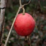 カラスウリ の高画質写真です。横浜市で、2025年12月22日に撮影したものです。