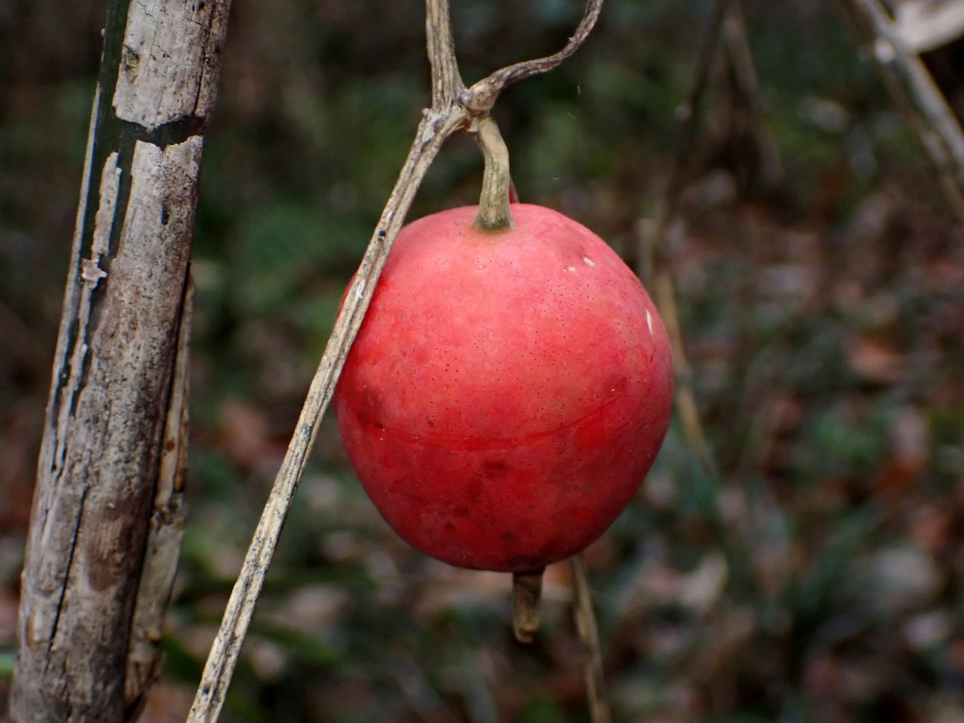 カラスウリ の高画質写真です。横浜市で、2025年12月22日に撮影したものです。