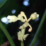 キジョラン の高画質写真です。横浜市で、2025年12月8日に撮影したものです。