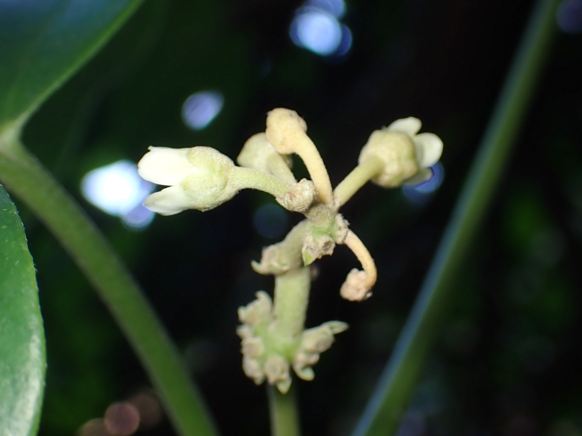 キジョラン の高画質写真です。横浜市で、2025年12月8日に撮影したものです。