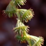 キンミズヒキ の高画質写真です。横浜市で、2025年12月15日に撮影したものです。