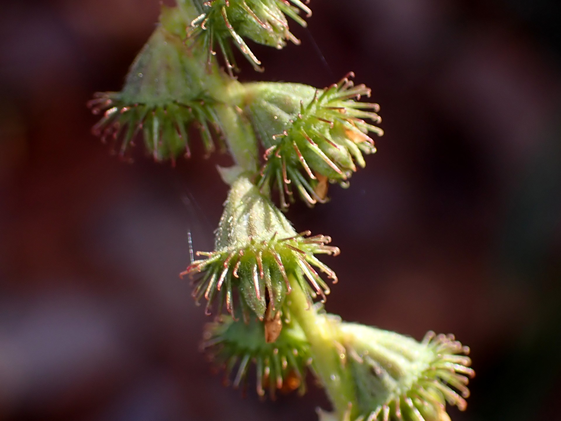 キンミズヒキ の高画質写真です。横浜市で、2025年12月15日に撮影したものです。