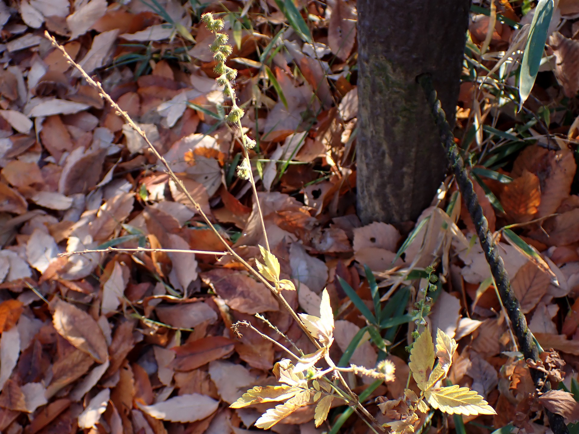 キンミズヒキ の高画質写真です。横浜市で、2025年12月15日に撮影したものです。