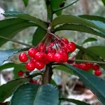 マンリョウ の高画質写真です。横浜市で、2025年12月11日に撮影したものです。