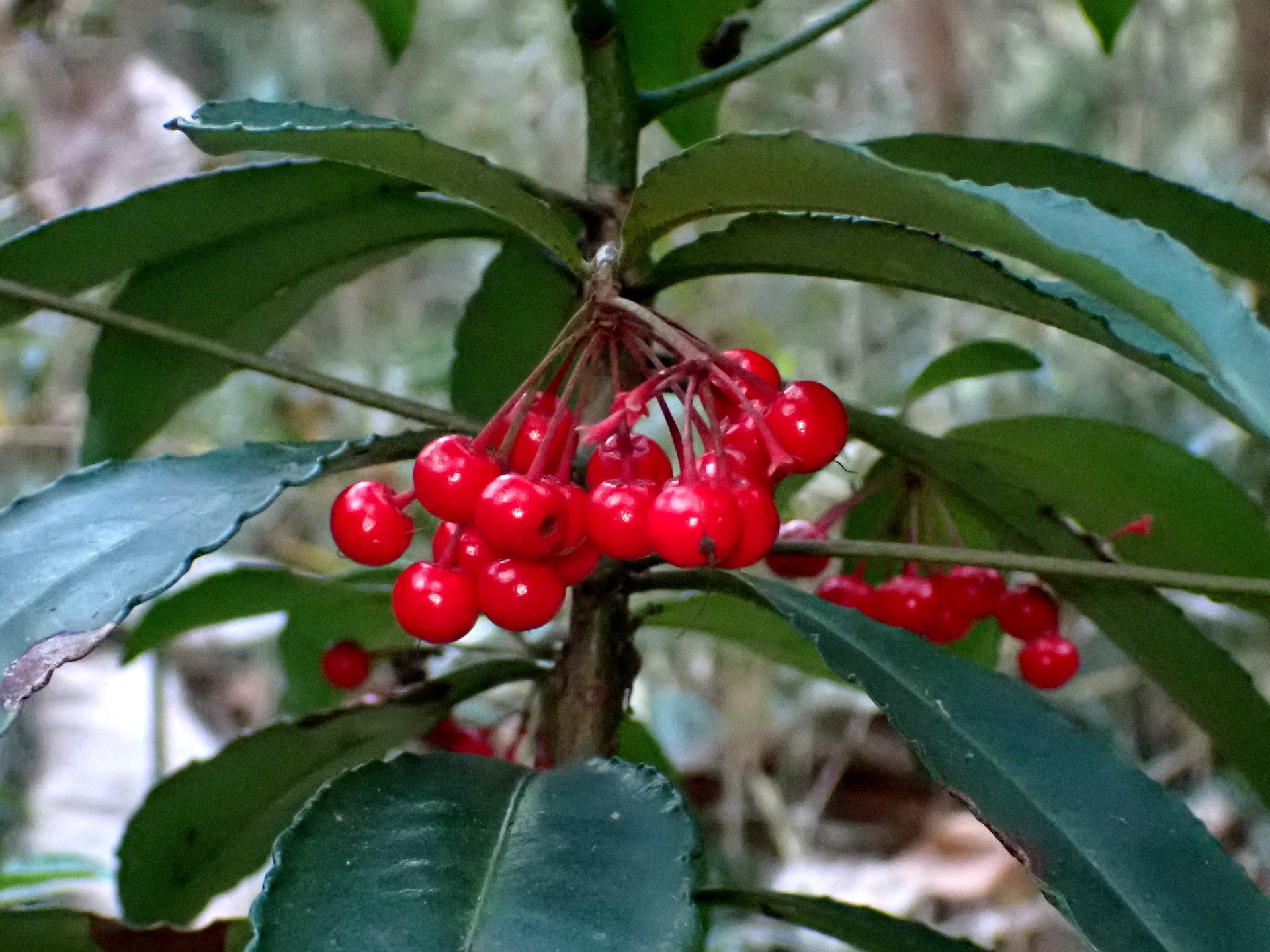 マンリョウ の高画質写真です。横浜市で、2025年12月11日に撮影したものです。