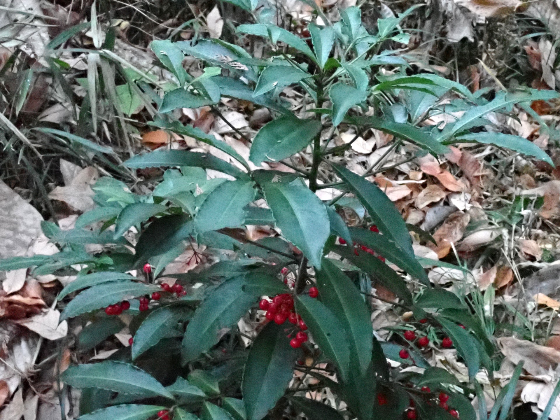 マンリョウ の高画質写真です。横浜市で、2025年12月11日に撮影したものです。