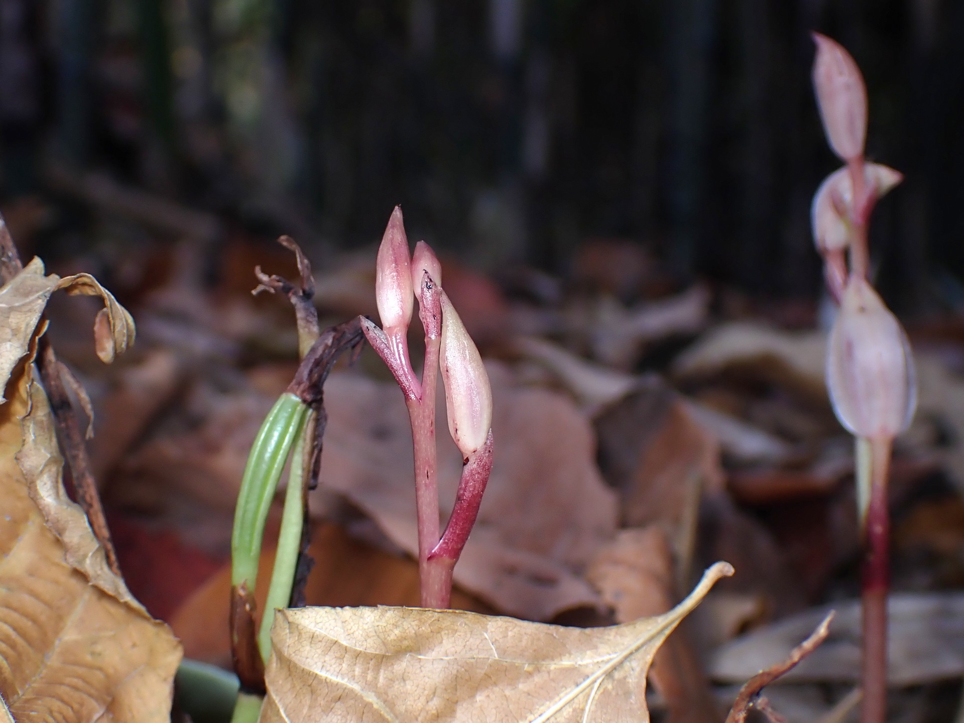 マヤラン の高画質写真です。横浜市で、2025年12月1日に撮影したものです。