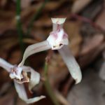 マヤラン の高画質写真です。横浜市で、2025年12月1日に撮影したものです。