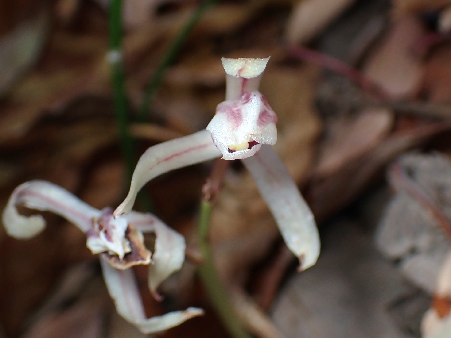 マヤラン の高画質写真です。横浜市で、2025年12月1日に撮影したものです。