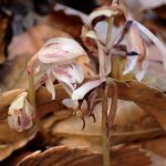 マヤラン の高画質写真です。横浜市で、2025年12月23日に撮影したものです。