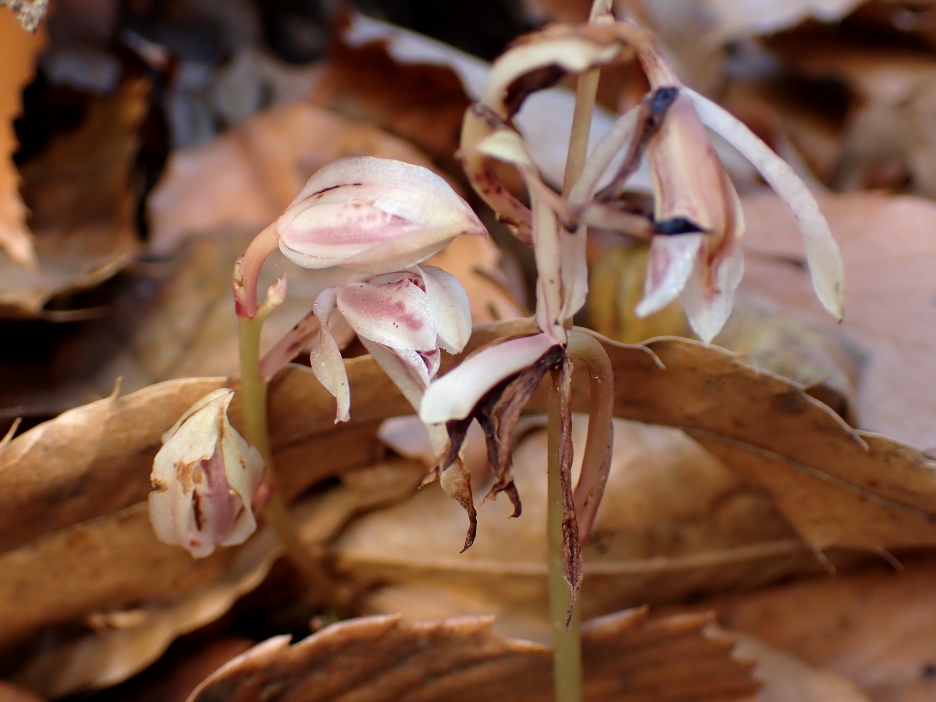 マヤラン の高画質写真です。横浜市で、2025年12月23日に撮影したものです。