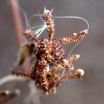 メナモミ の高画質写真です。横浜市で、2025年12月17日に撮影したものです。