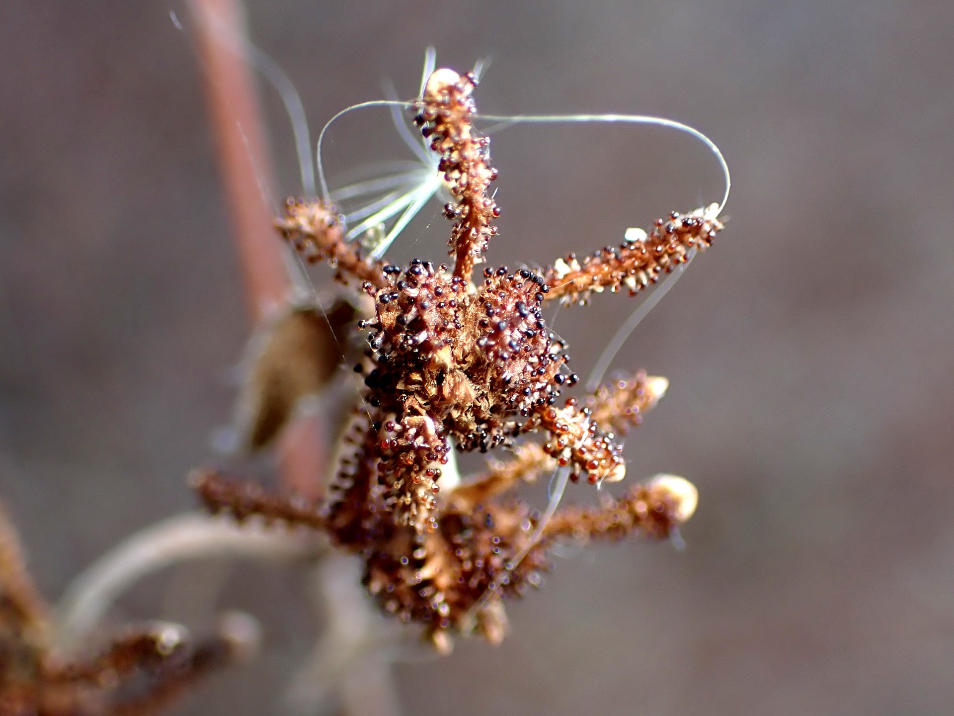 メナモミ の高画質写真です。横浜市で、2025年12月17日に撮影したものです。