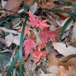 モミジ の高画質写真です。横浜市で、2025年12月15日に撮影したものです。