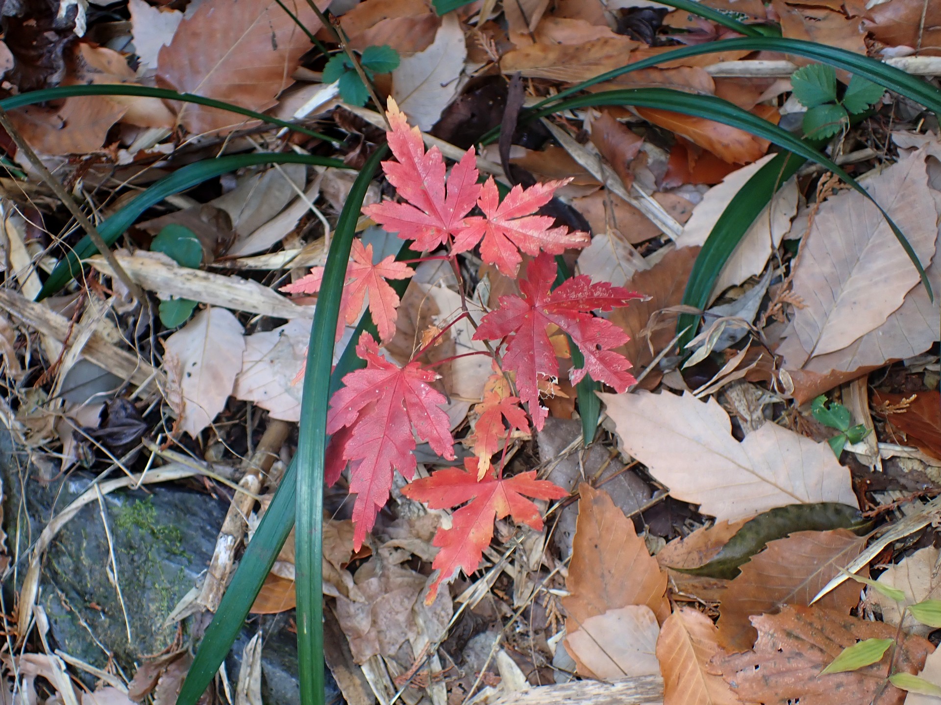 モミジ の高画質写真です。横浜市で、2025年12月15日に撮影したものです。