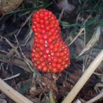 ムサシアブミ の高画質写真です。横浜市で、2025年12月3日に撮影したものです。