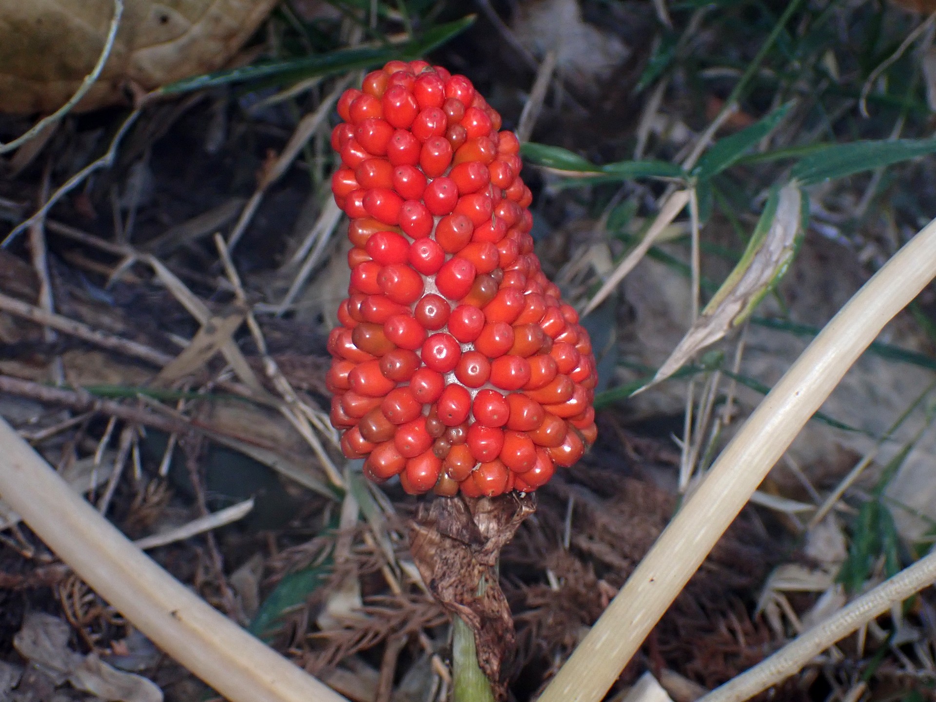 ムサシアブミ の高画質写真です。横浜市で、2025年12月3日に撮影したものです。
