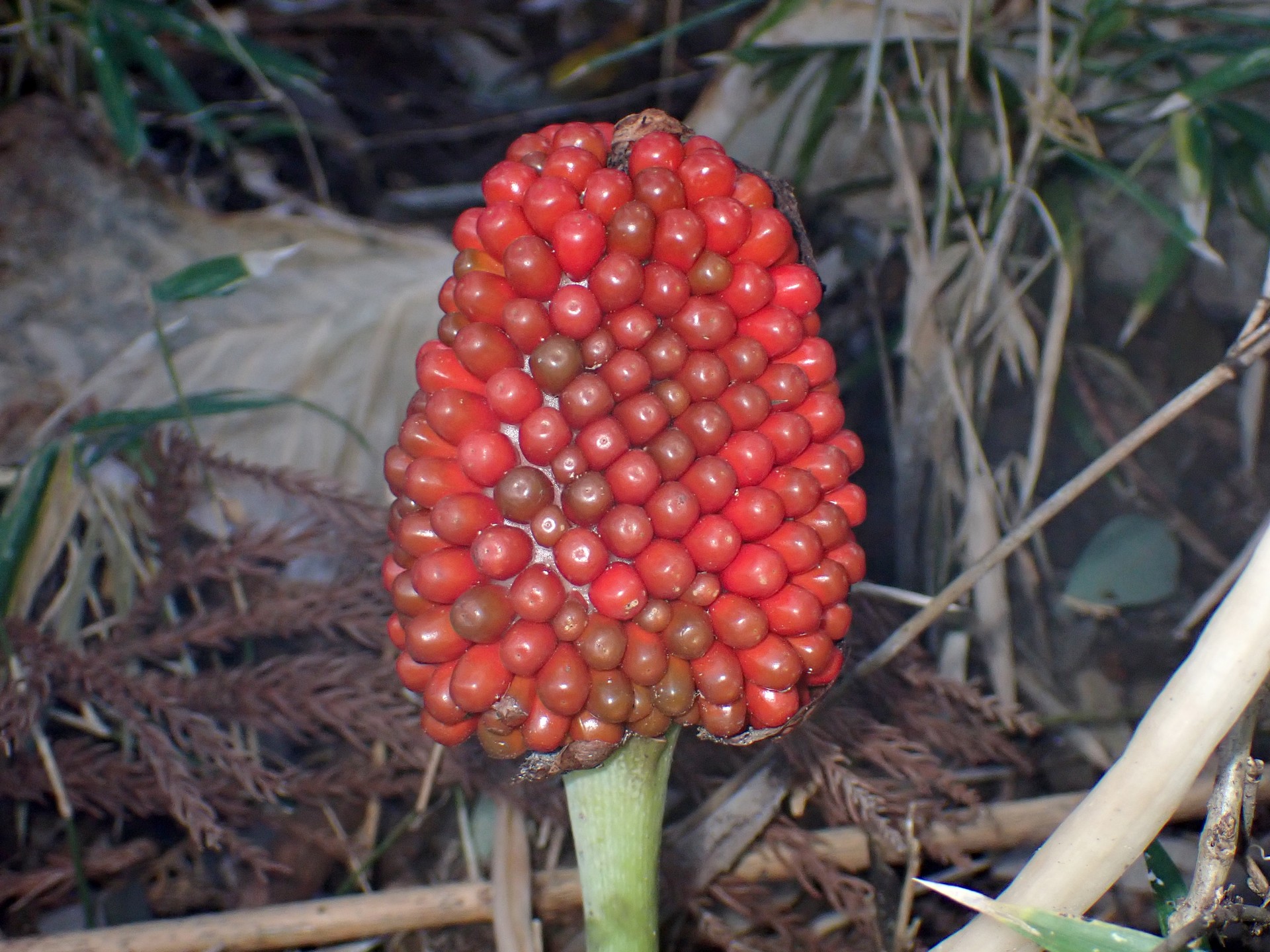 ムサシアブミ の高画質写真です。横浜市で、2025年12月3日に撮影したものです。