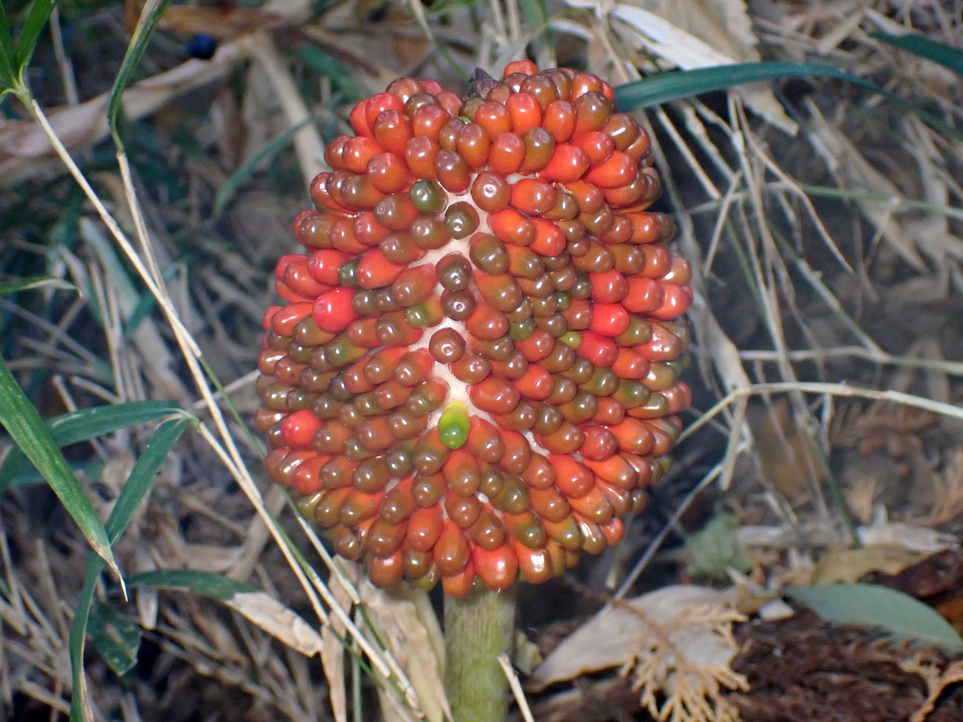 ムサシアブミ の高画質写真です。横浜市で、2025年12月3日に撮影したものです。