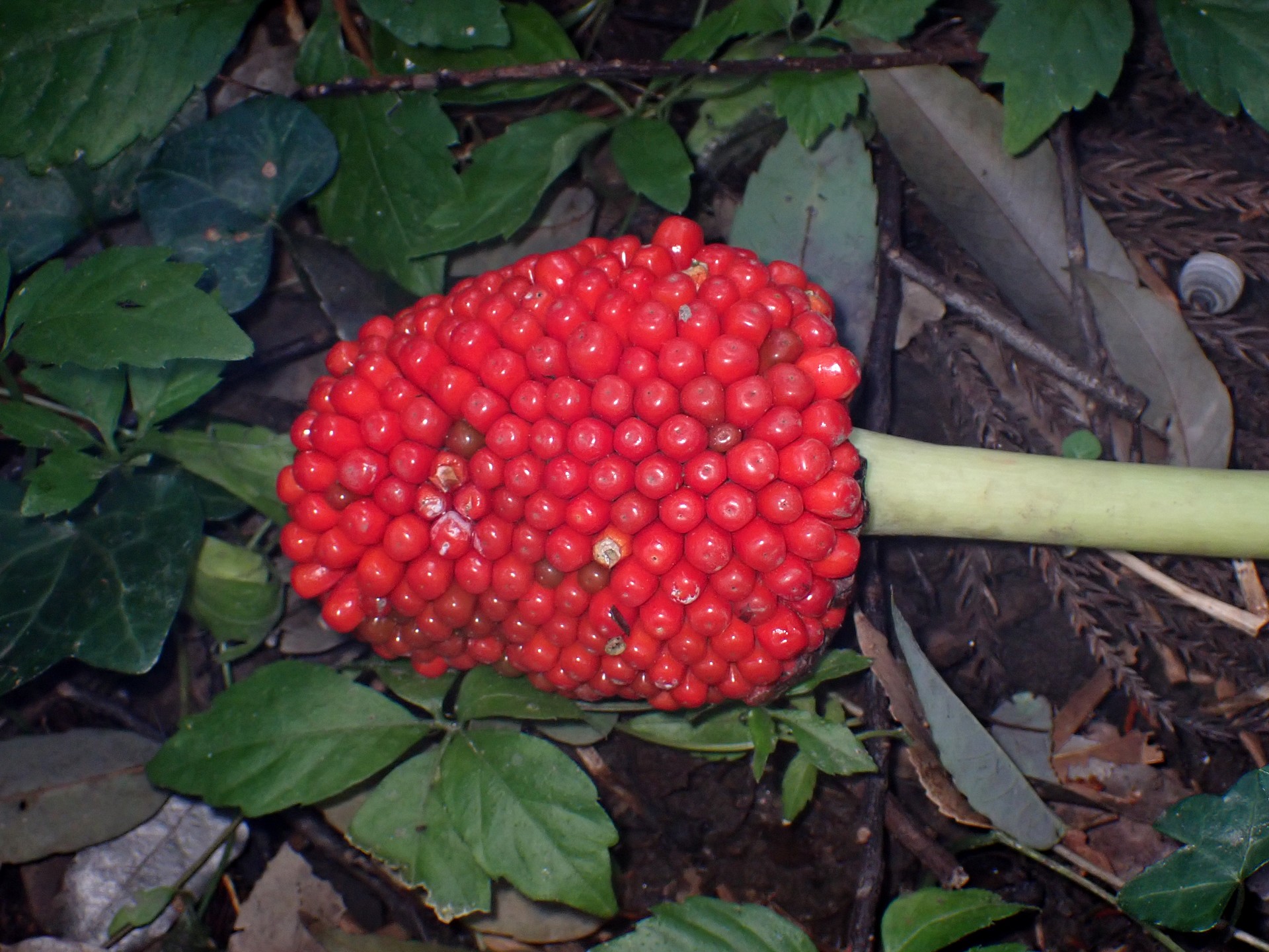 ムサシアブミ の高画質写真です。横浜市で、2025年12月3日に撮影したものです。