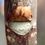 ニガキ の高画質写真です。横浜市で、2025年12月17日に撮影したものです。